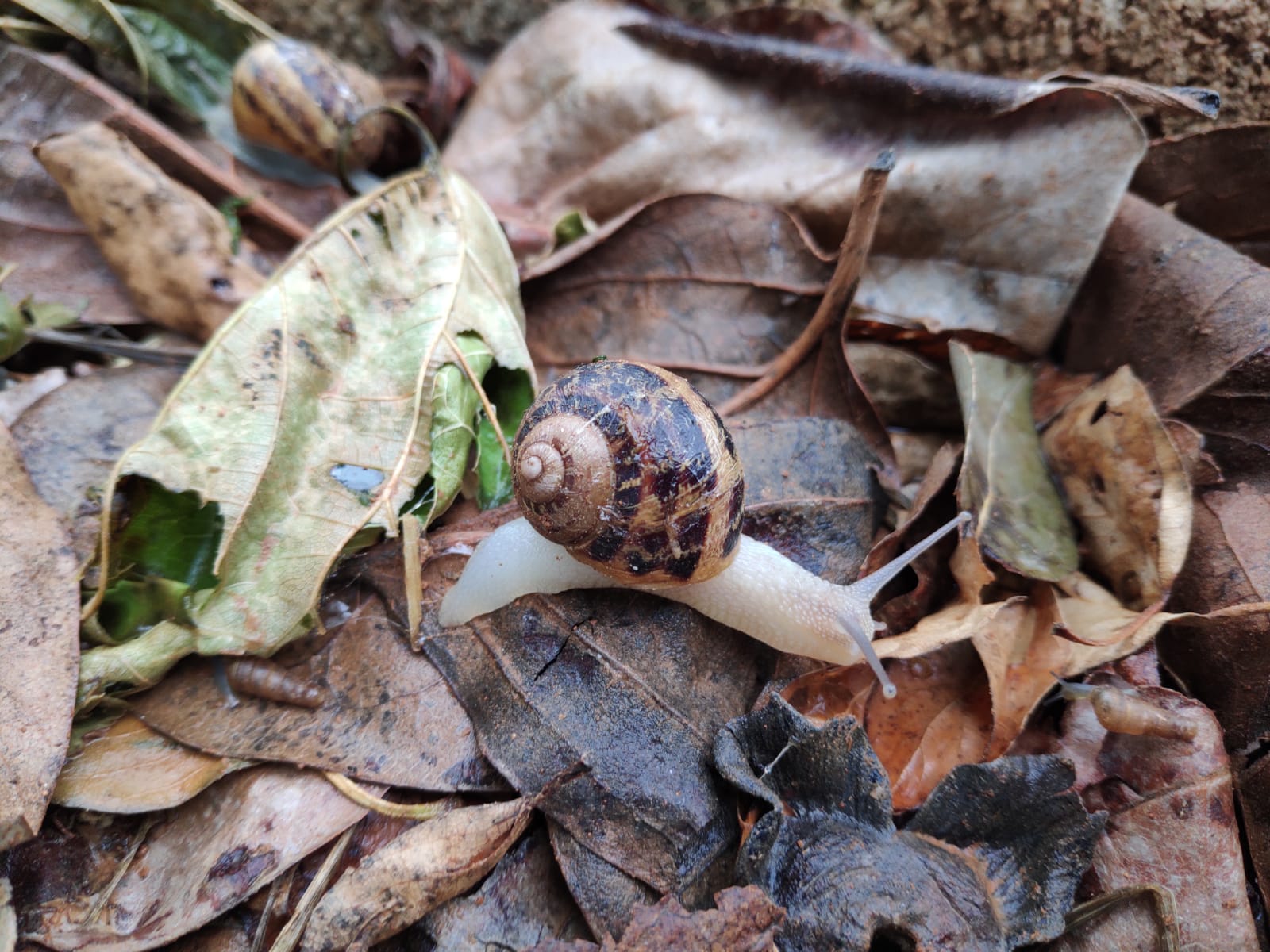 Lee más sobre el artículo Granja Escuela “San Juan”